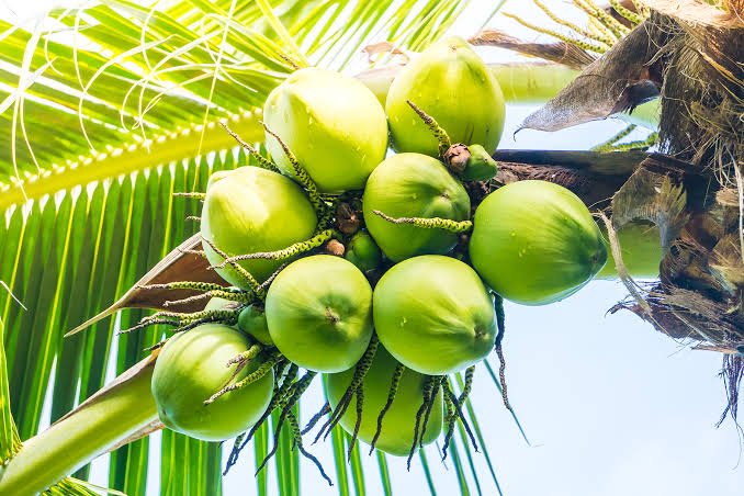 Coconut (Semi Husked)